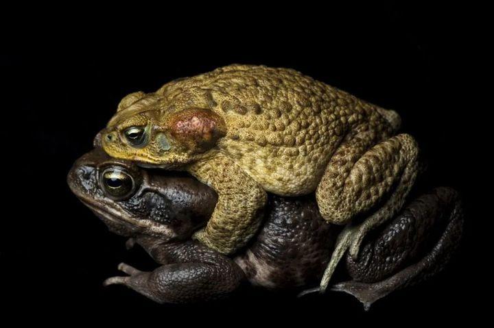 世界最大毒蟾入侵澳洲从小就同类相食狗舔了它都会变成瘾君子