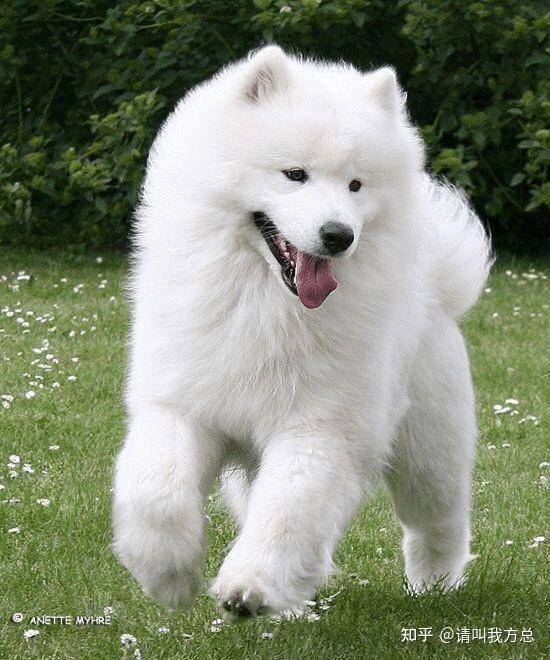 昨日马斯克发布狗狗币可以买特斯拉周边产品立马起飞