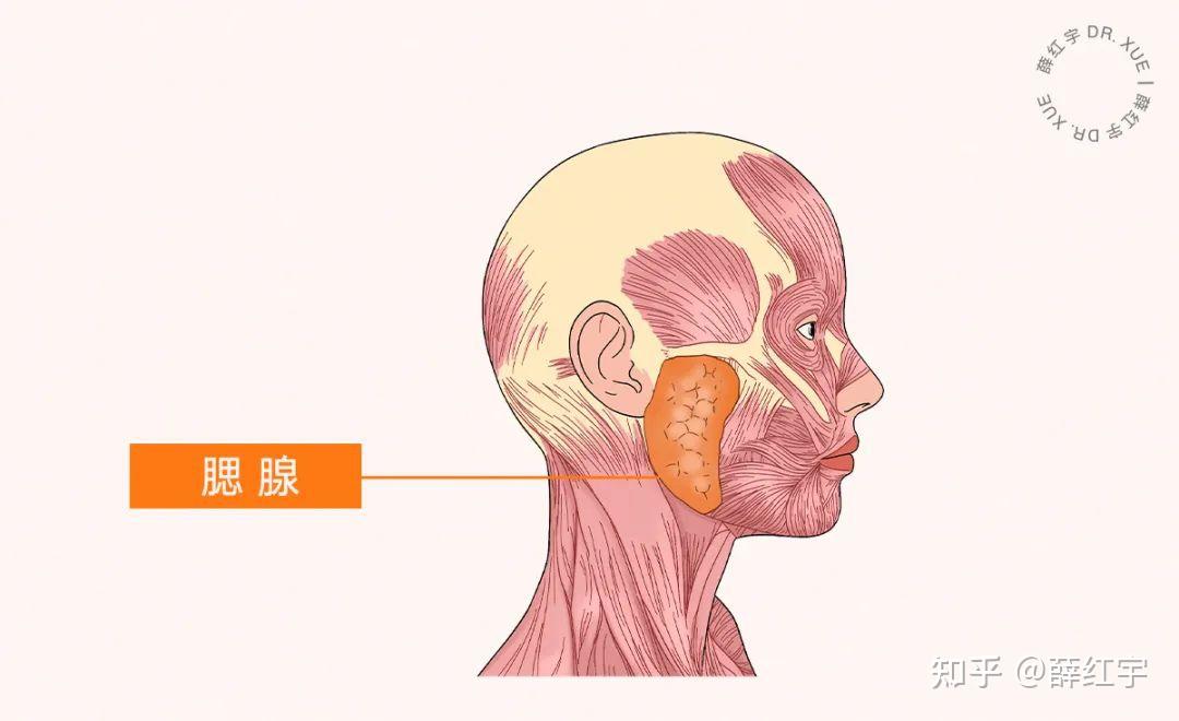 腮腺怎么读图片