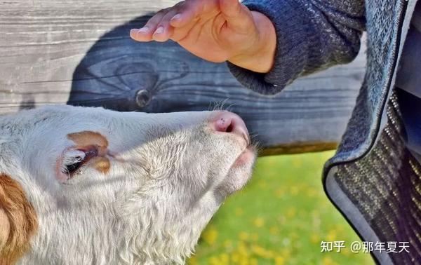脑袋里的自我批斗大会:「反刍思考」是什么?要怎样才能摆脱它? - 知乎