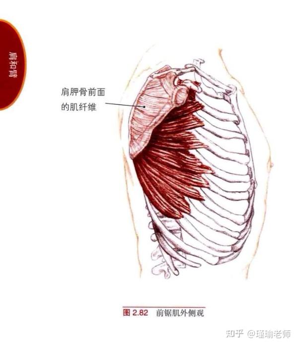 被忽视了的前锯肌 - 知乎