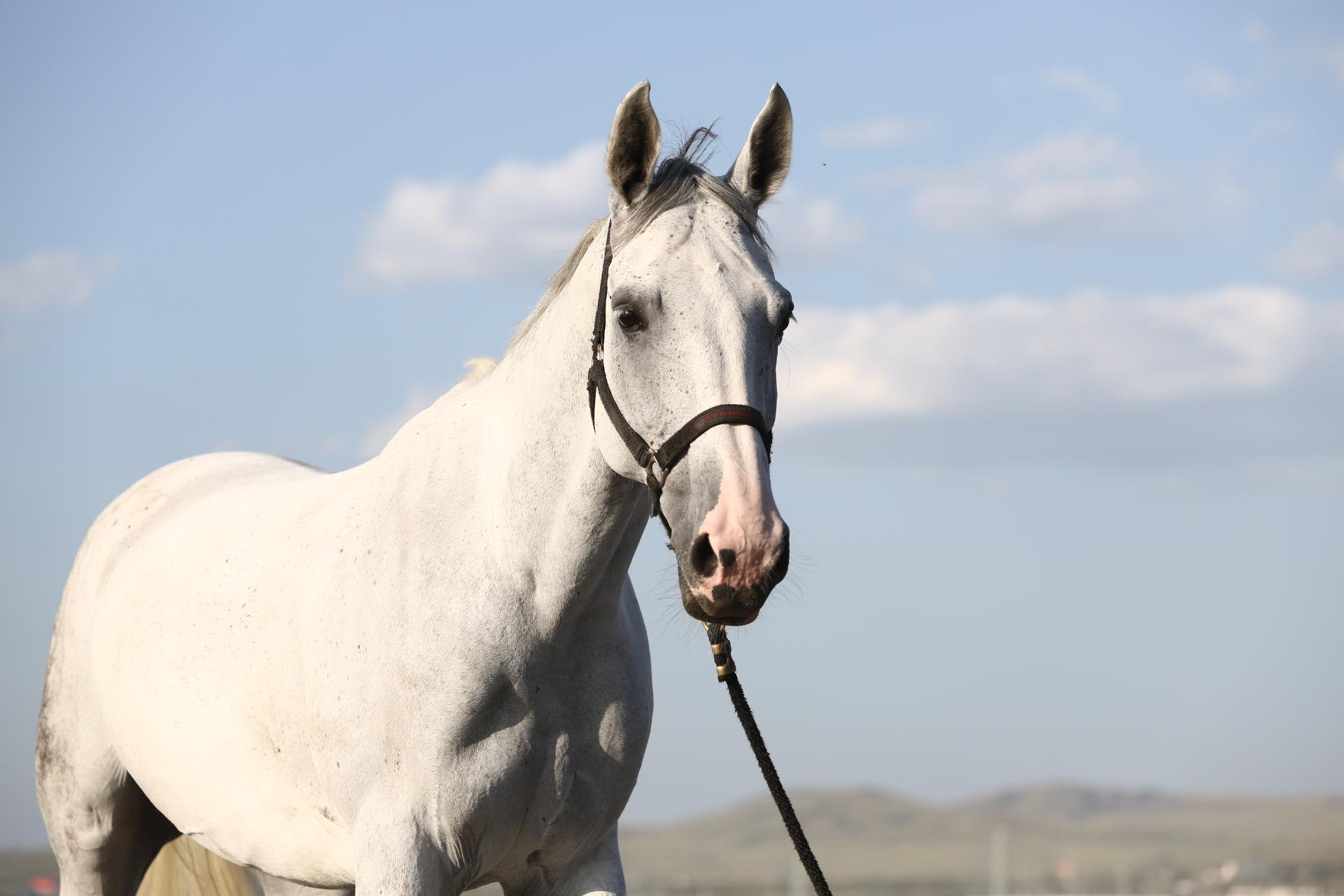 用肢体指引探索马儿的敏感部位