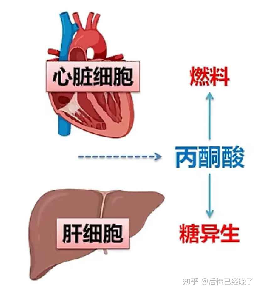 36浅谈乳酸(上)