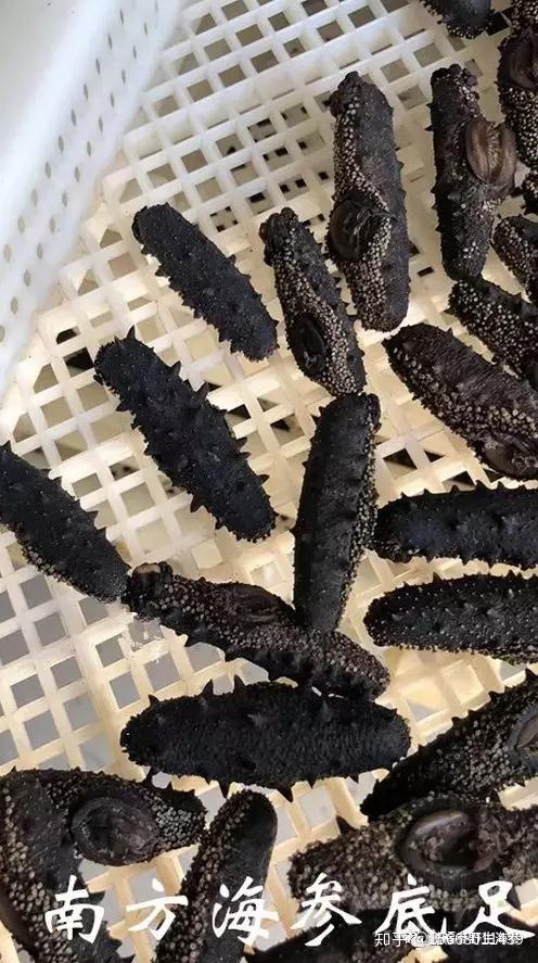 从海参的腹足如何区分海参的好坏! - 知乎