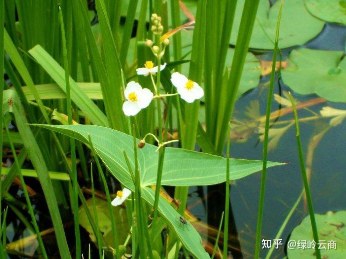 为"水"而动,这些水生植物你知道吗?