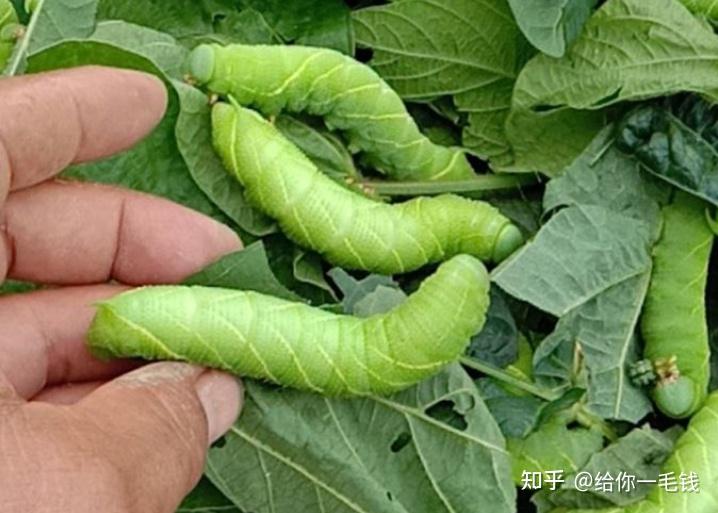 豆虫布袋虫:这是个可爱的虫子,像蚕一样会吐丝,儿时农村桐树比较多