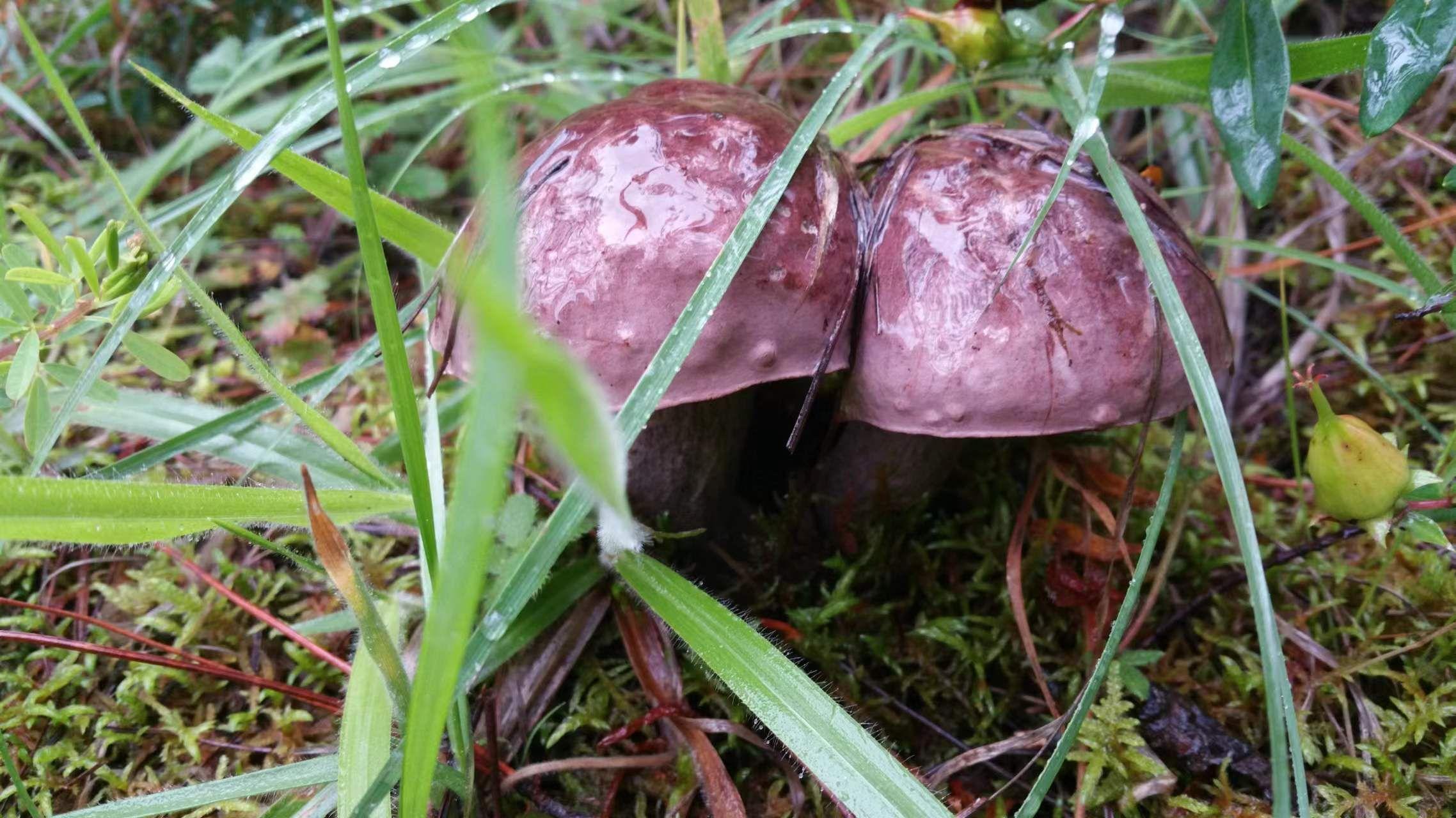 山野藏珍馐:紫盖牛肝菌 - 知乎