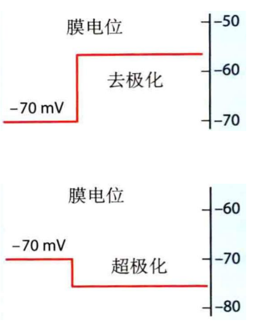 神经系统的细胞机制 - 知乎