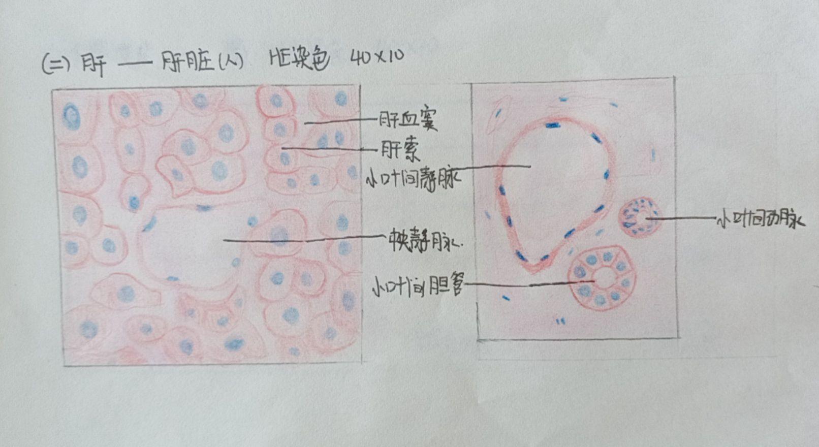 组胚实验报告画图图片