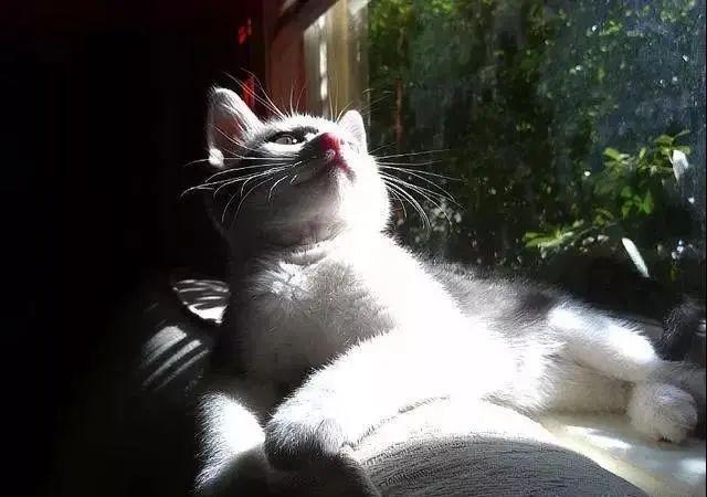 猫咪总是望着窗外发呆它在想什么