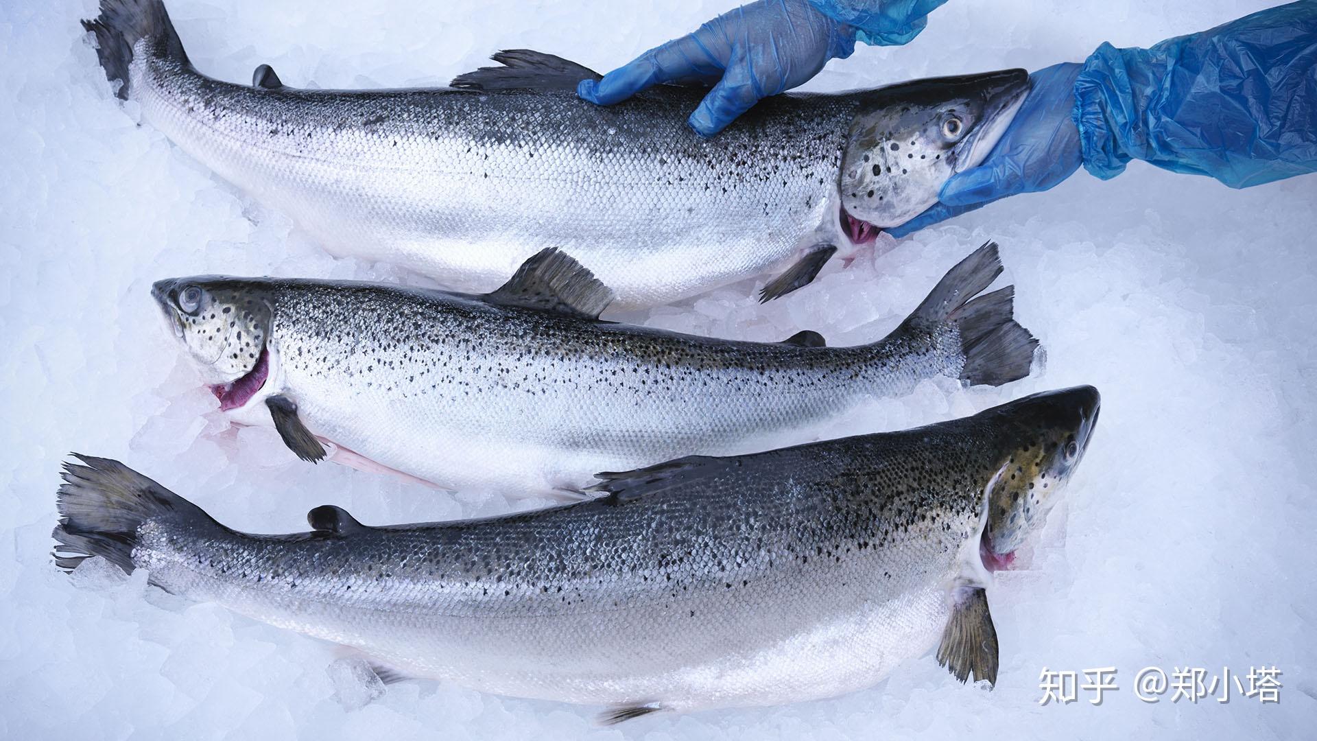 整条三文鱼挪威法罗鱼智利鱼加拿大批发三文鱼大约12-16斤/条-阿里巴巴