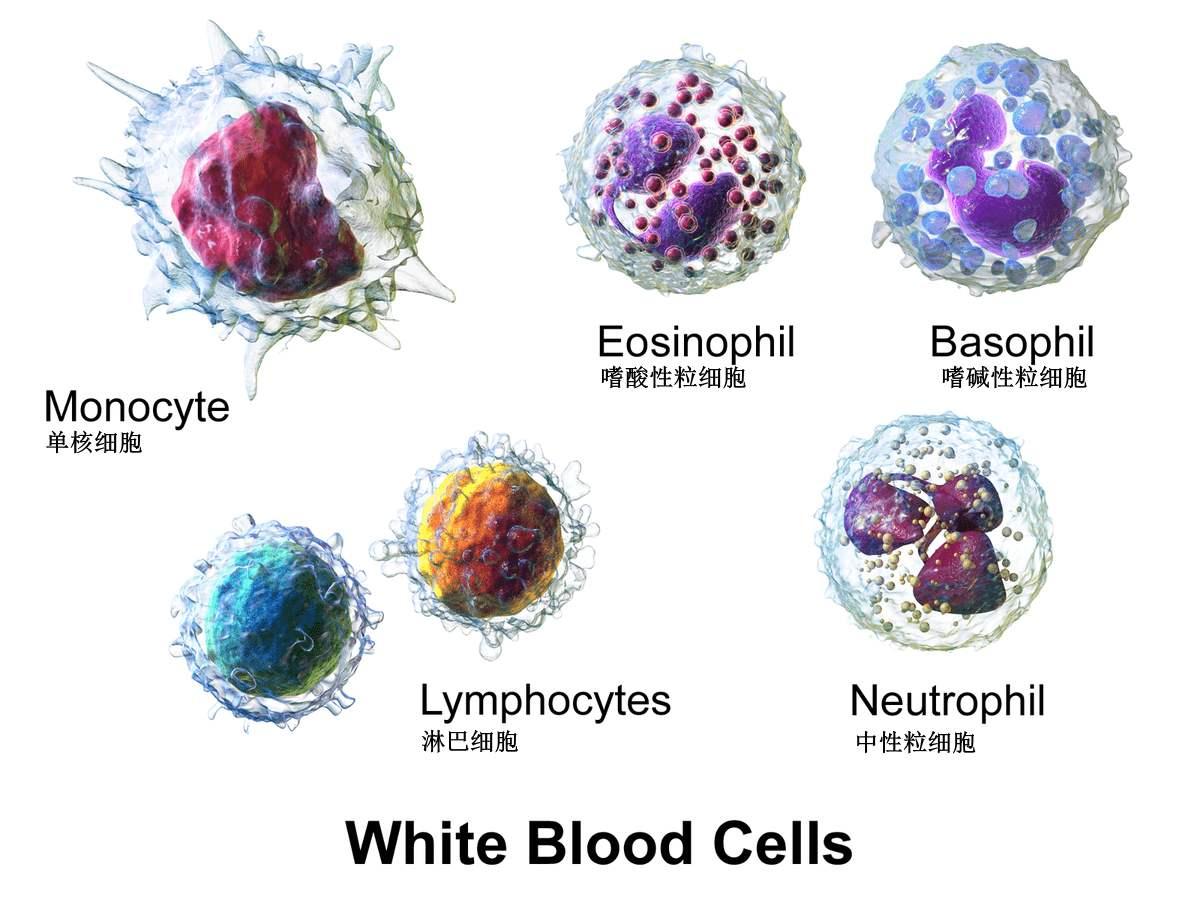 血液中的白细胞有五种,按体积从小到大 白细胞的主要功能是防卫作用