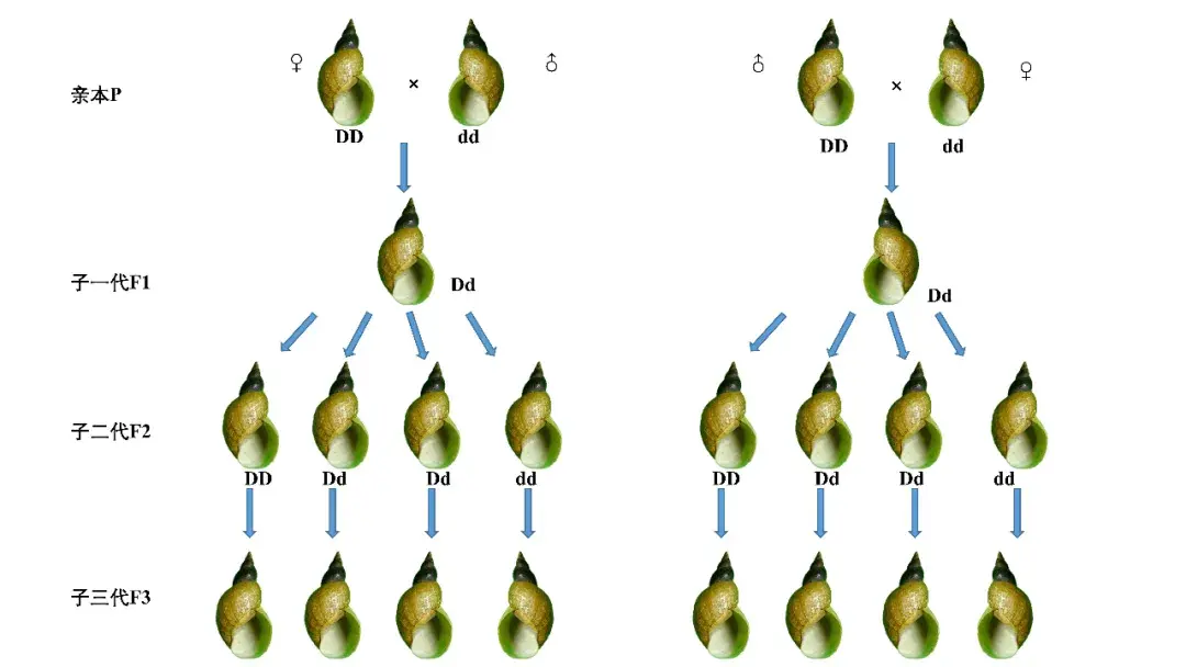 基因(d),左旋基因是隐性基因(d),且受精卵的螺旋方式受母体基因型调控