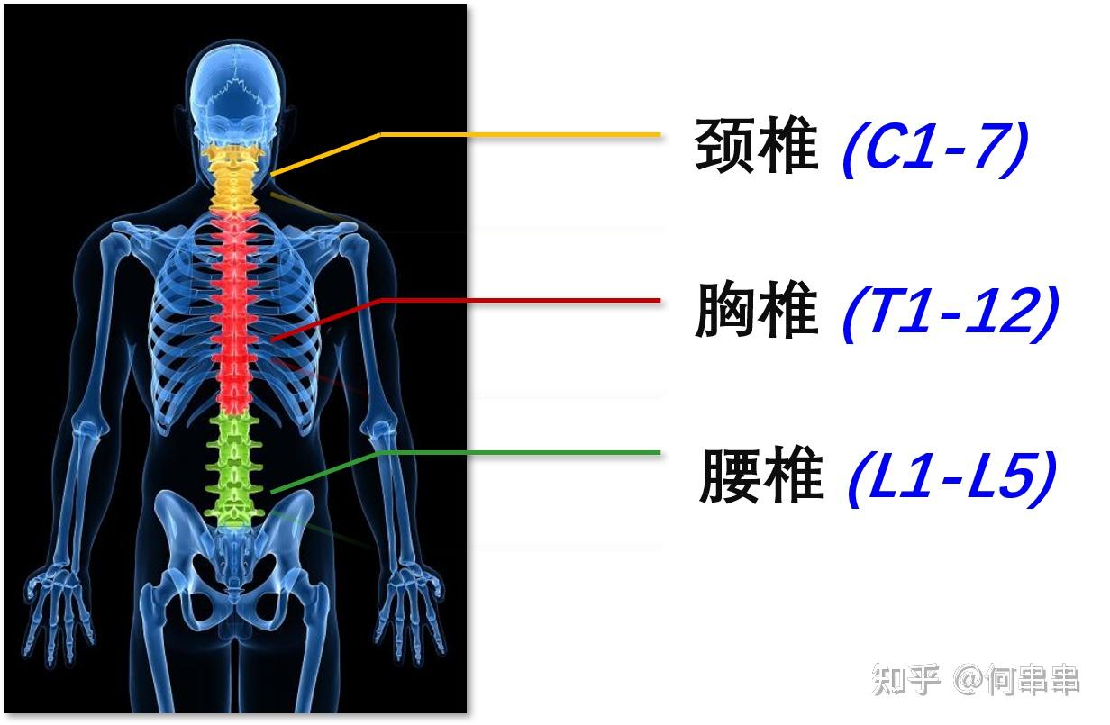 颈椎胸椎腰椎各几节图片