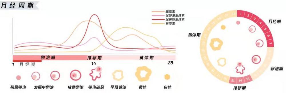 女人排卵时,身体会有这 5 种改变 - 知乎