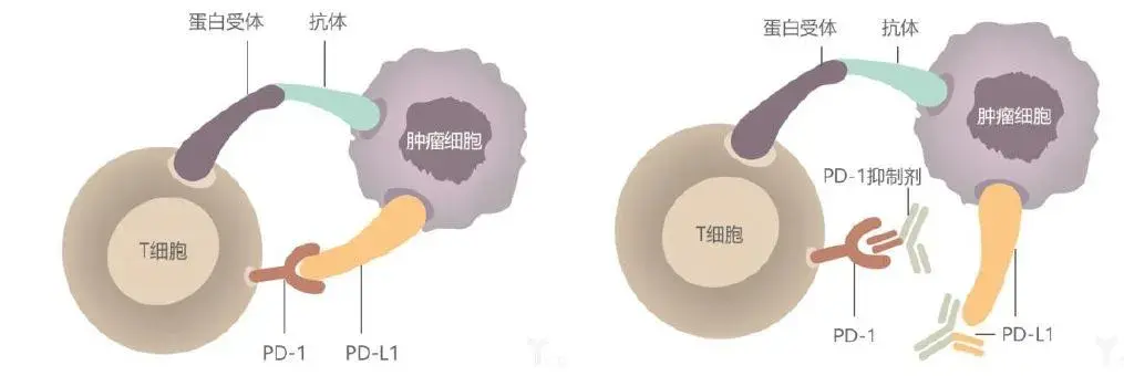只知其一，不知其二，PD-L2究竟为何物？ - 知乎