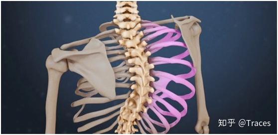 脊柱侧弯到底该怎么矫正治疗会更好 知乎