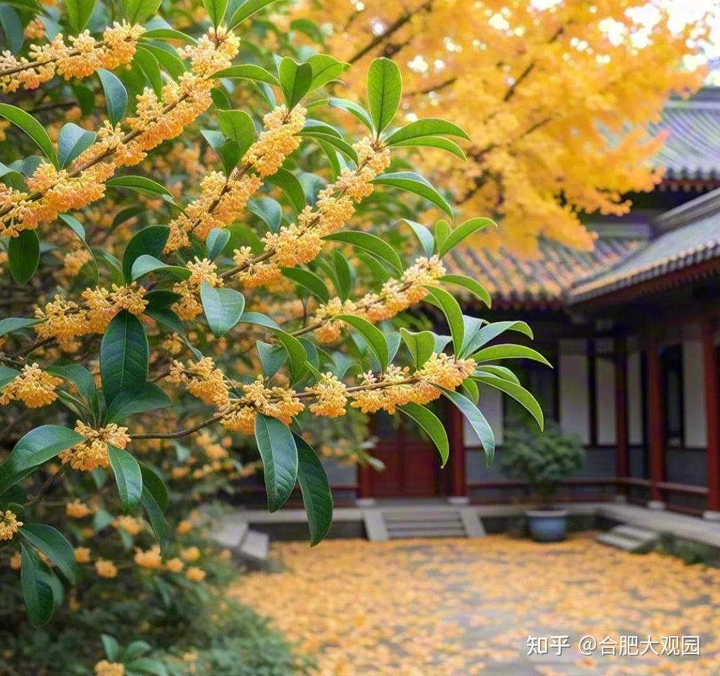花园设计丨花园选树不踩雷！这几种“神仙树”闭眼种~ - 知乎