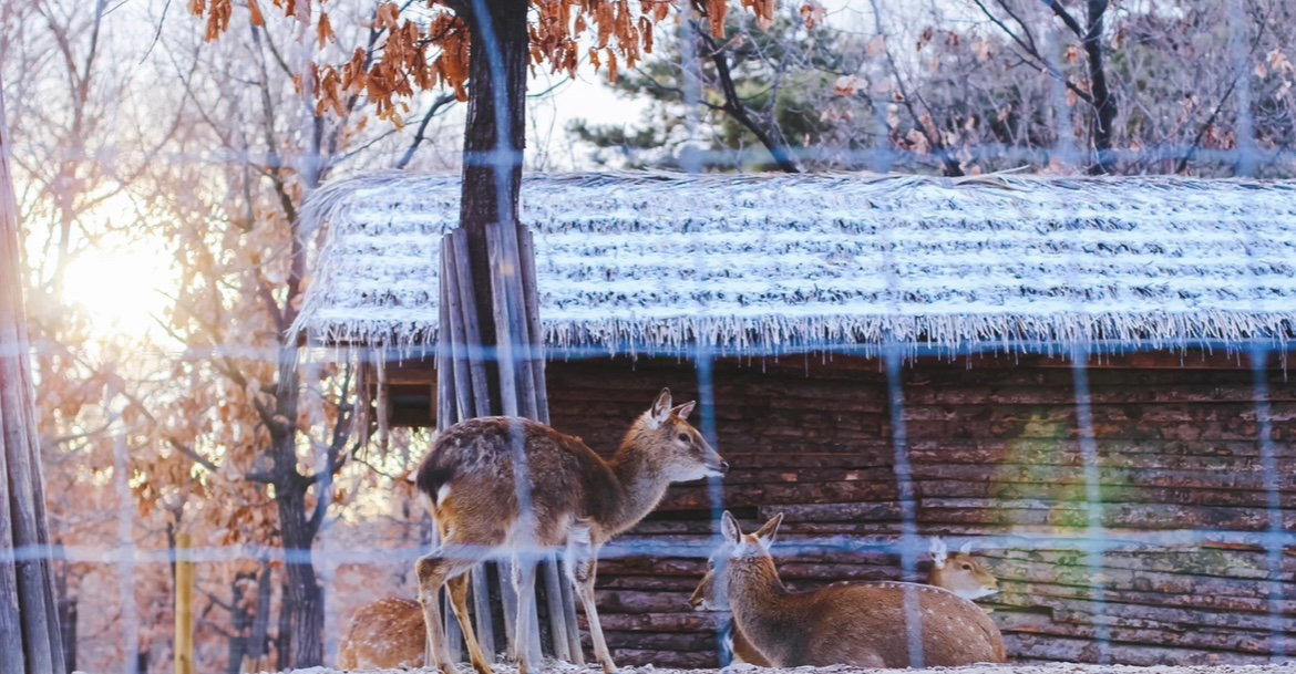 首尔林又到了鬼怪的季节 - 知乎