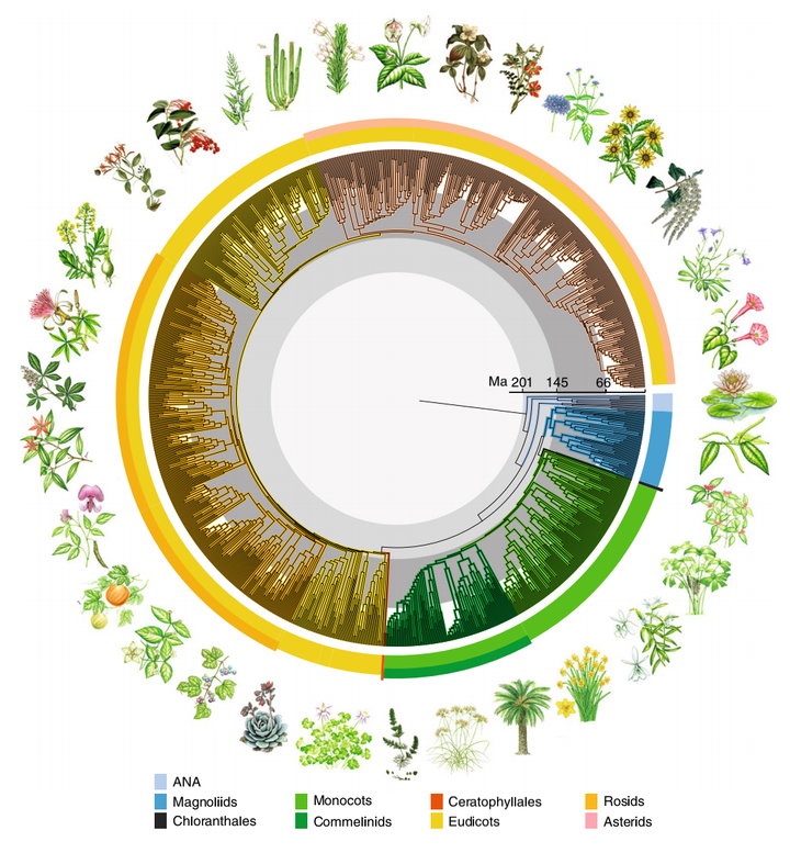 系统树长分支与被子植物演化的关系 知乎