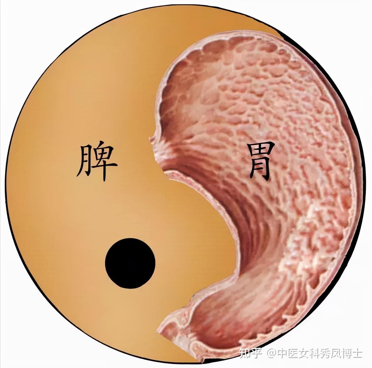 霜降後該進補了脾胃調理不好都是白搭