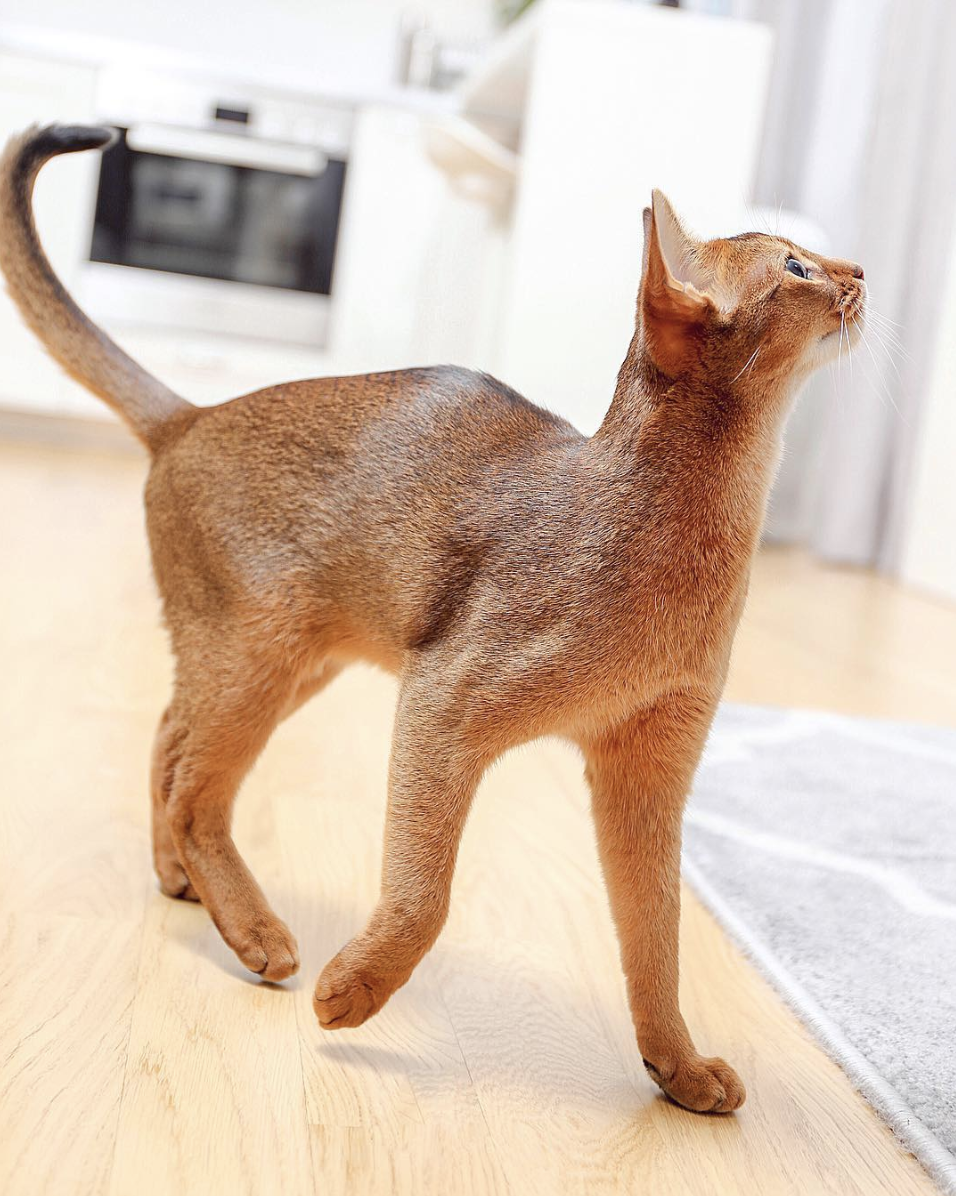 吸猫大会阿比西尼亚猫khaleesi