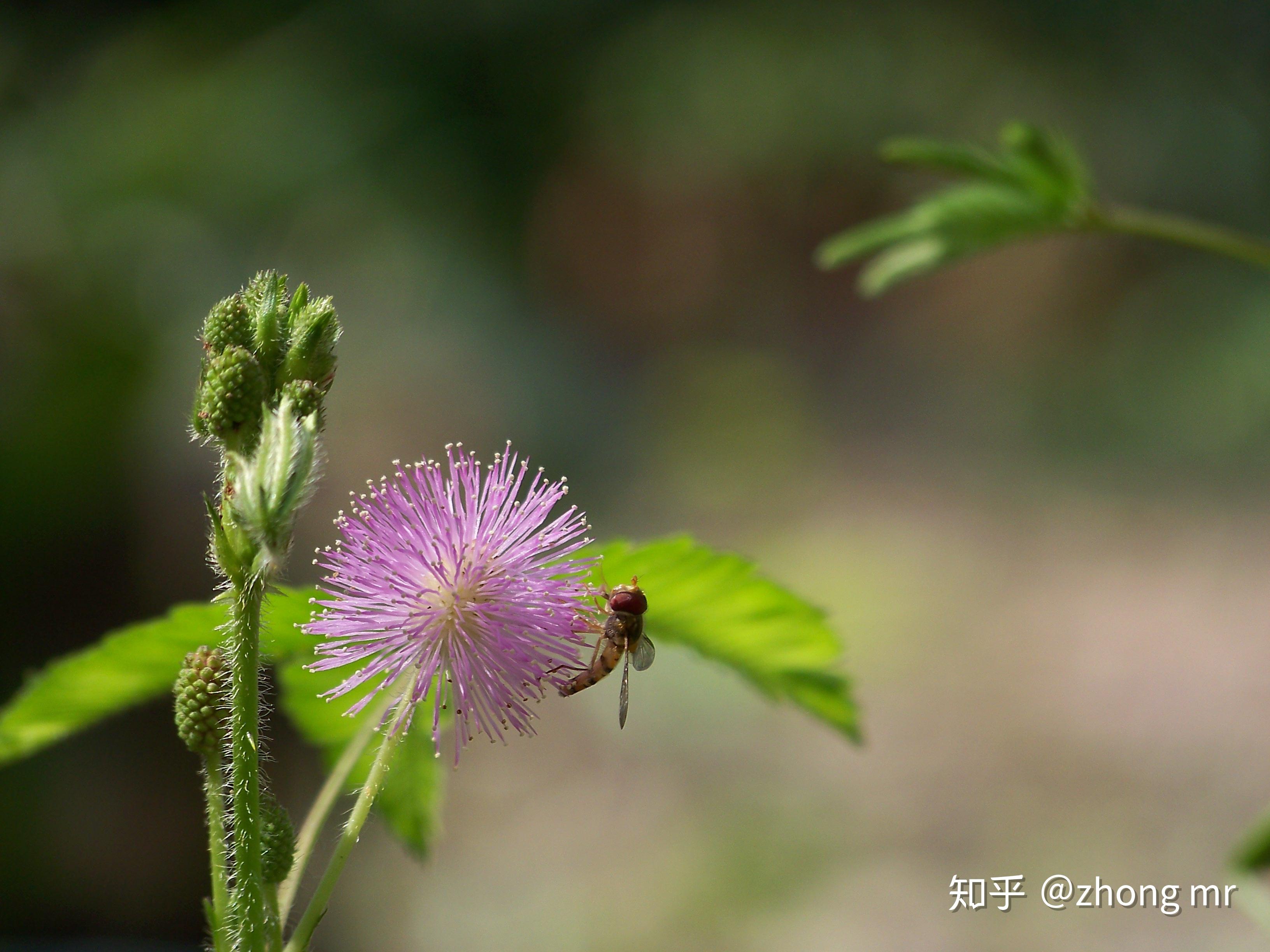 【初夏～夏の雑草】紫のグラデーションが美しい-ナヨクサフジ-クサフジとの違いも | Saluton*Mondo ～和花の作業部屋～