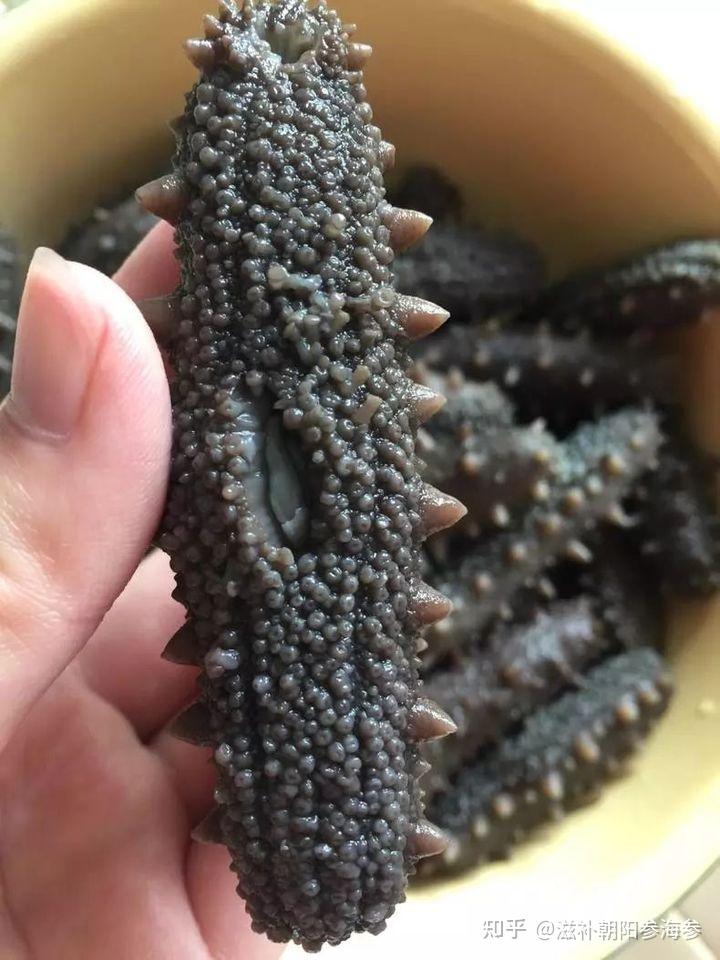 野生海参,管足粗而短,非常密集,养殖海参管足细而长
