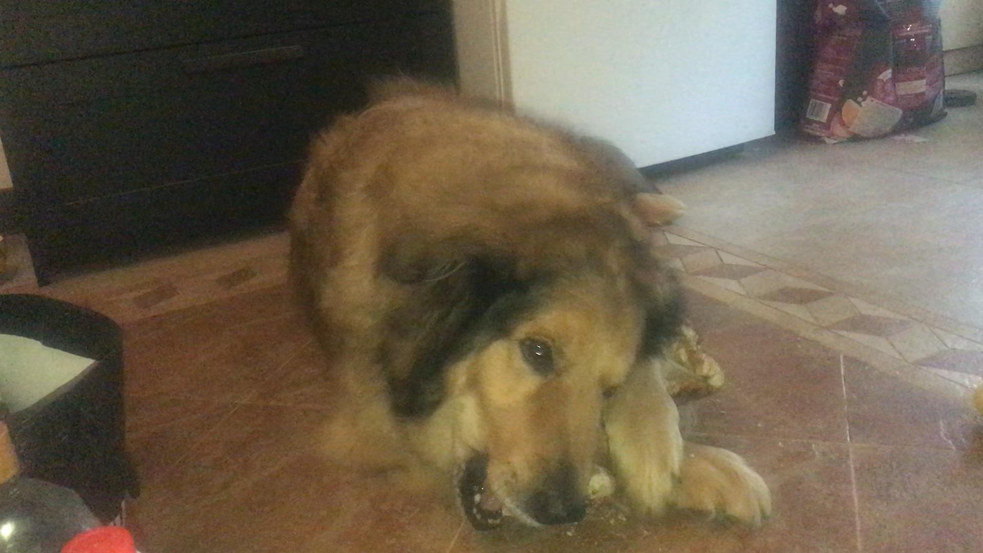 吃骨头真的对狗无害吗 知乎