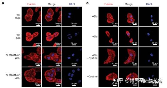 一种全新的细胞死亡机制：双硫死亡（disulfidptosis） - 知乎