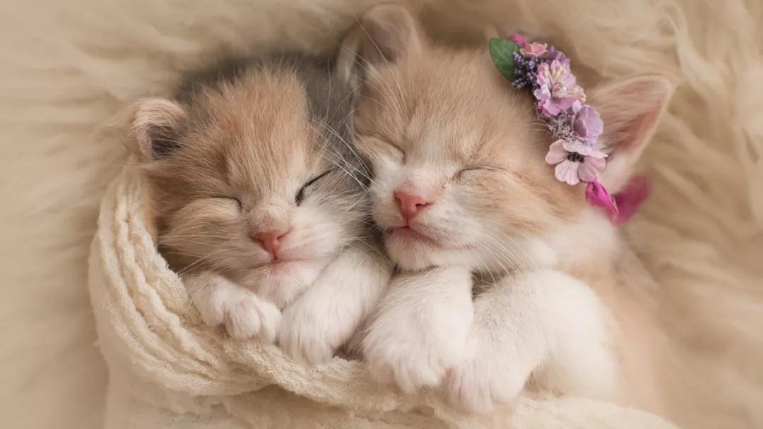 养一只猫一辈子到底要花多少钱 知乎 养一只猫一辈子到底要花多少钱 知乎