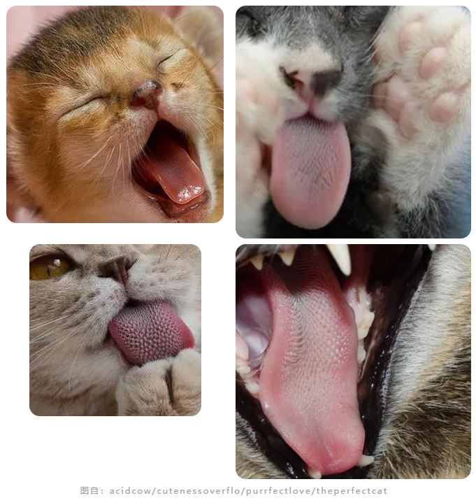 猫咪舌头上的"倒刺"其实是吸管?