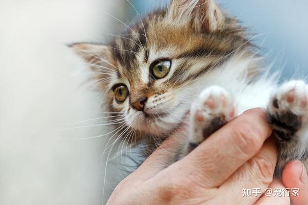 撸猫也要讲究手法！撸不好，猫主子立刻会翻脸！如何正确撸猫？ - 知乎