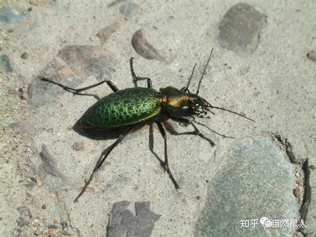 北京·奥森观虫:绿步甲