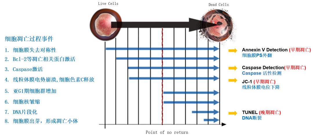 细胞核皱缩,dna片段化,细胞膜出芽,形成凋亡小体.