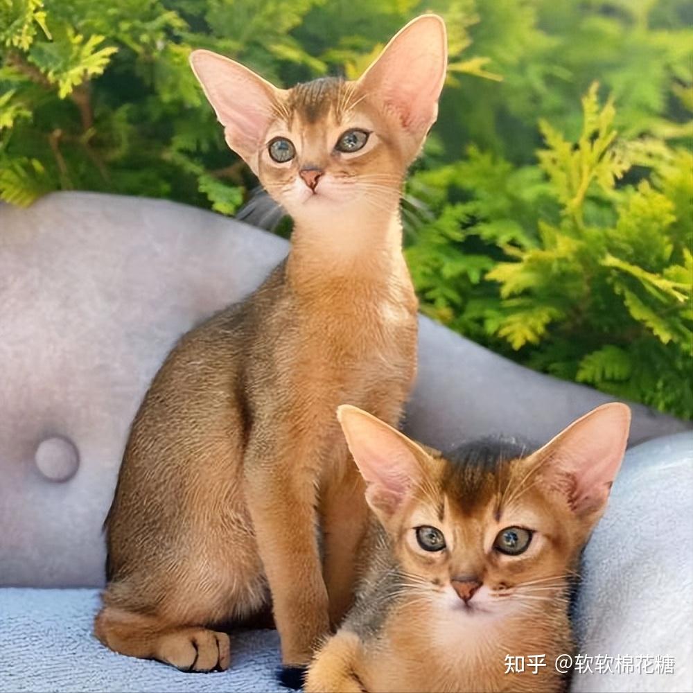 “猫界狗子!”网友:说好的养猫怎么成养狗了? - 知乎