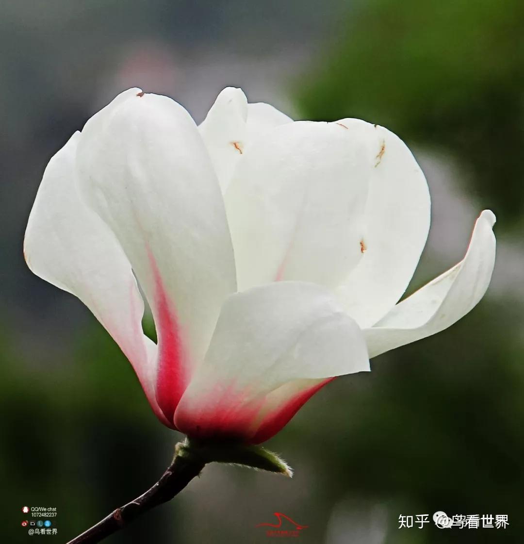 摄影春天就是拈花惹草的季节