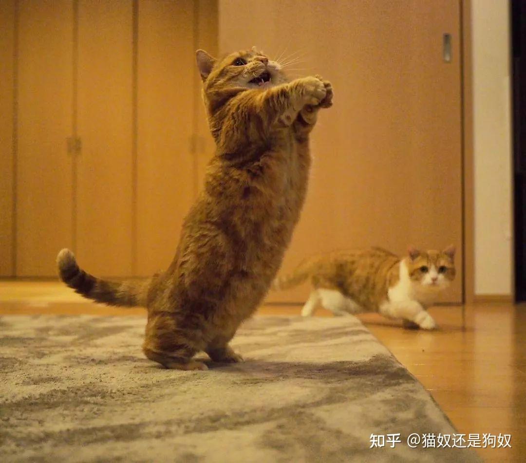 日本短腿猫咪兄妹靠“打排球”爆红网络！飞扑、吼叫、还会垫球……37万网友被萌哭：超杀我！_Pin