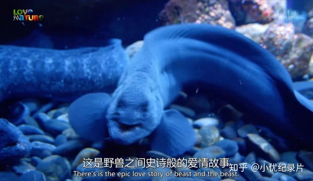 跪了!冷门纪录片带你大开眼界 - 知乎
