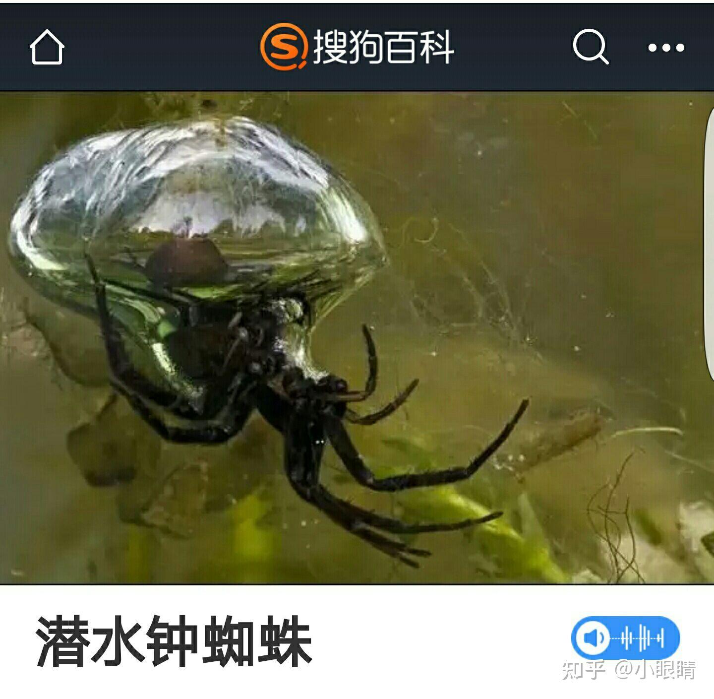 水蜘蛛具备毒性吗
