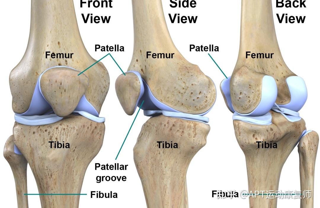髌骨 patella/kneecap,俗称膝盖骨,是人体最大的籽骨,与股骨相关节
