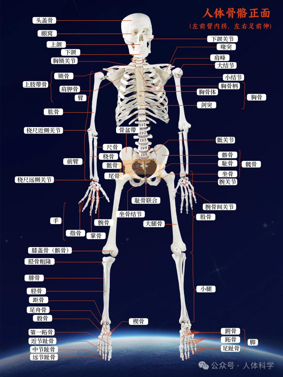 【运动解剖】一张图看懂人体骨骼系统 - 知乎