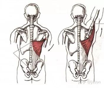 背部训练的黄金动作不一定练对了