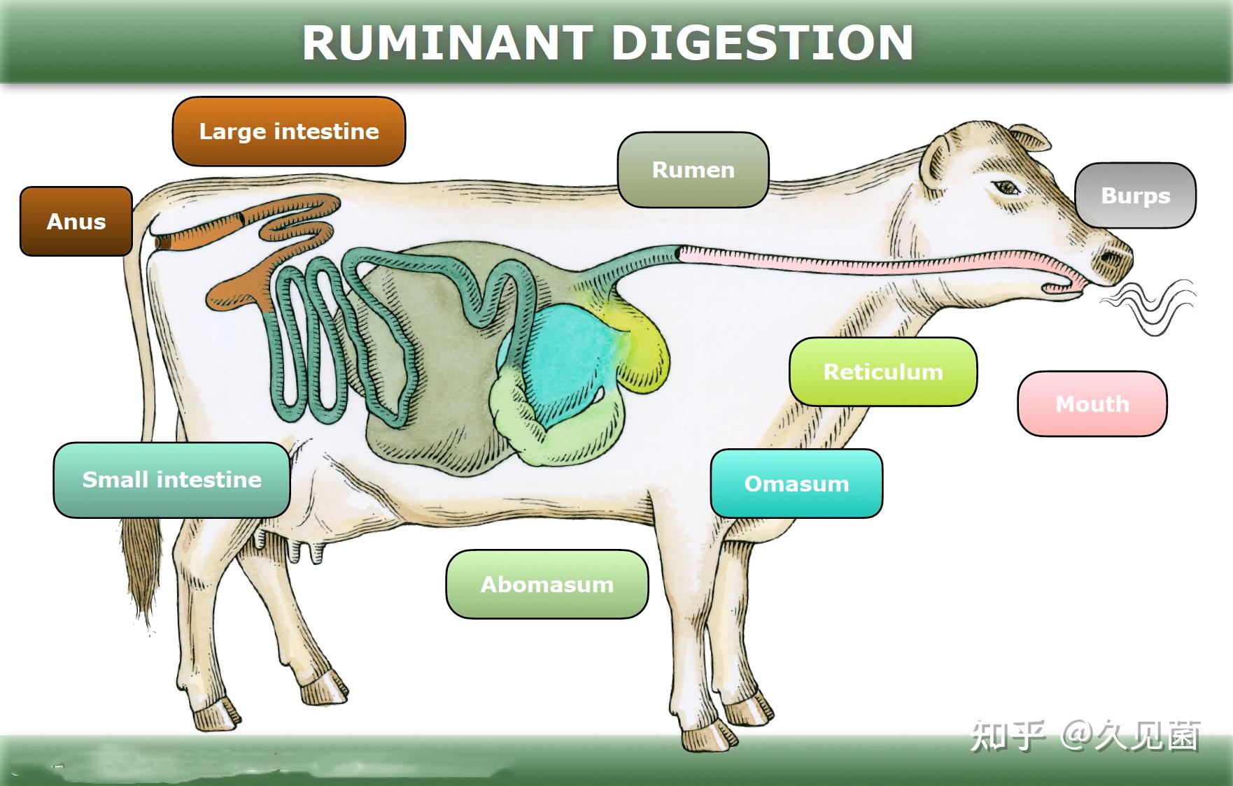 我们都知道牛有4个胃,它和我们人类的人体结构不一样,人在吃了东西