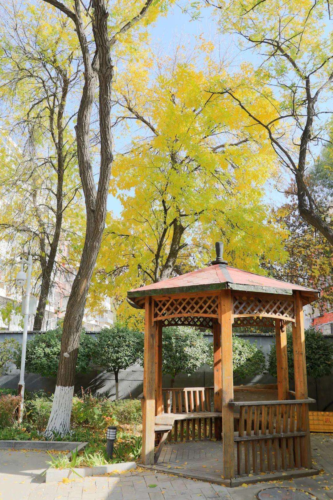 蒲黄榆校区↓↓↓虽然已过立冬但校园里的秋色正好趁着黄叶未落秋日未