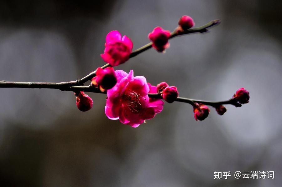 十首绝美的《一剪梅》,首首经典,李清照的最惊艳,唐寅的最深情 - 知乎