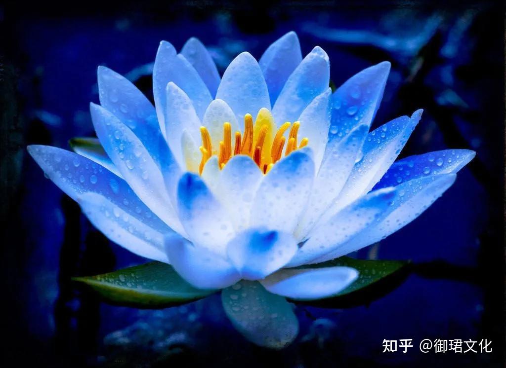 科幻神幻文学莲花家族能量的崛起