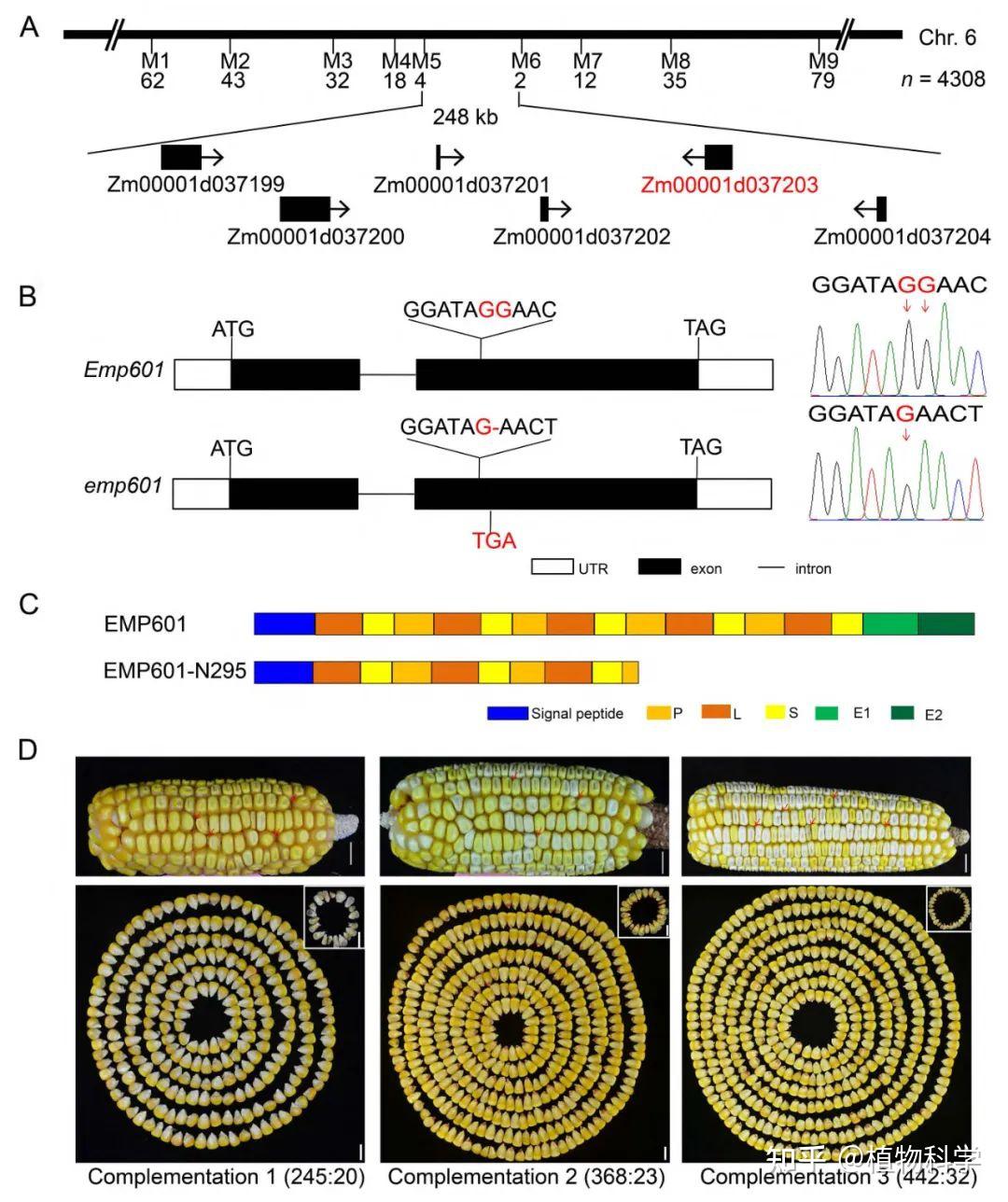 The Crop Journal | 中国农科院作科所联合中国农大揭示EMP601调控玉米籽粒发育的分子机制 - 知乎