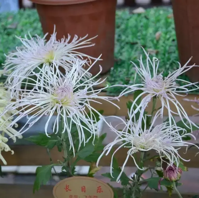 凌霜綻妍菊花,王者之香蘭花,花中皇后月季,繁花似錦杜鵑,花中嬌客茶花