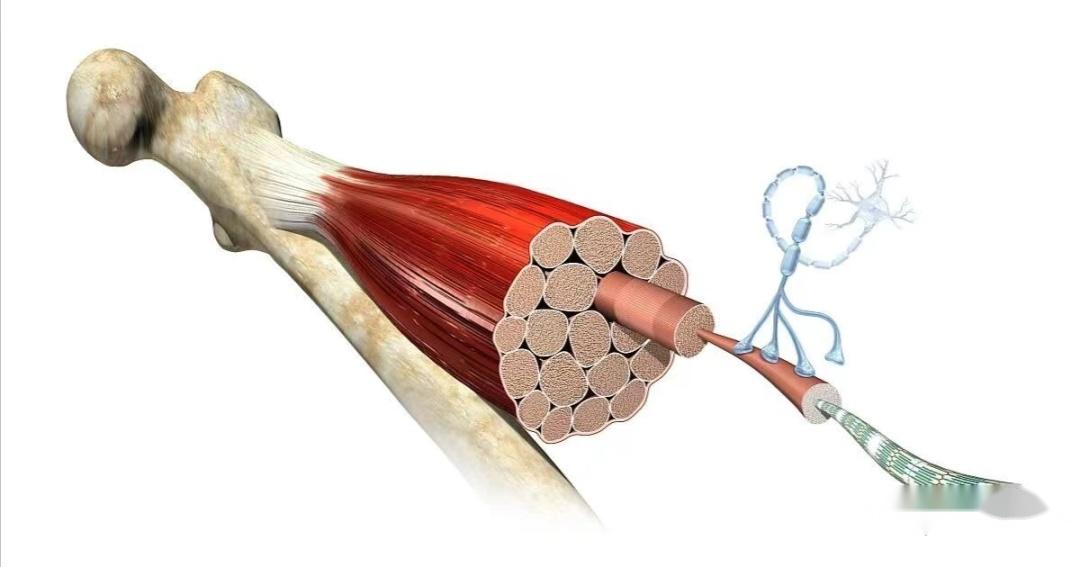 【舞蹈科学】一直感觉到肌肉紧紧的,回功了该怎么练?